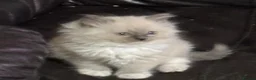Ragdoll cats for sale: GCCF registered Ragdoll kittens for sale  - Advert 9