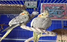 Cockatiels birds for sale: Cockatiels x4 - Image 4