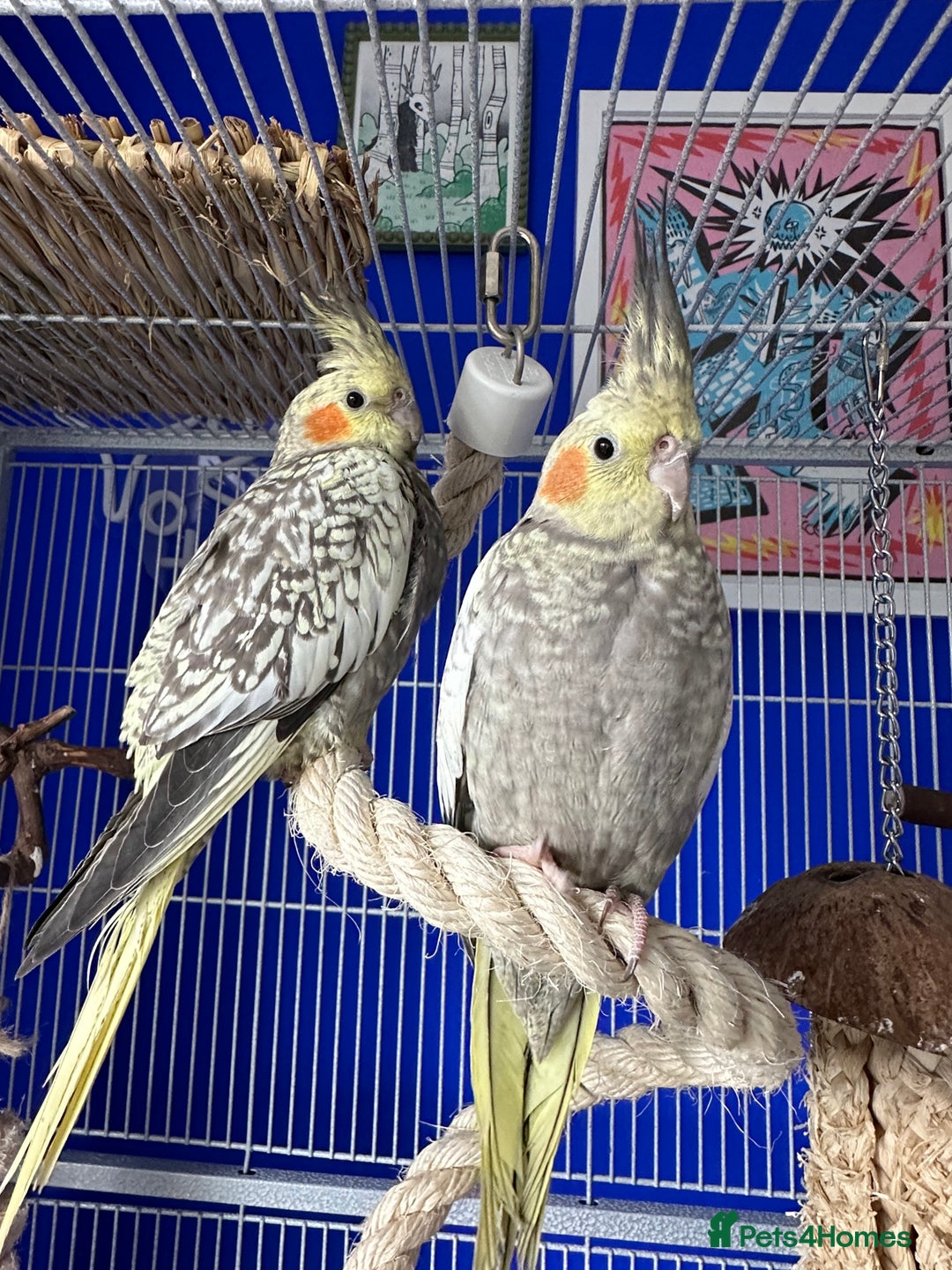 Cockatiels birds for sale: Cockatiels x4 - Image 4