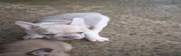 French Bulldog dogs for sale: French Bulldog KC Puppies - Advert 25