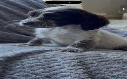 Cocker Spaniel dogs for sale: Cocker spaniel puppys  - Image 2