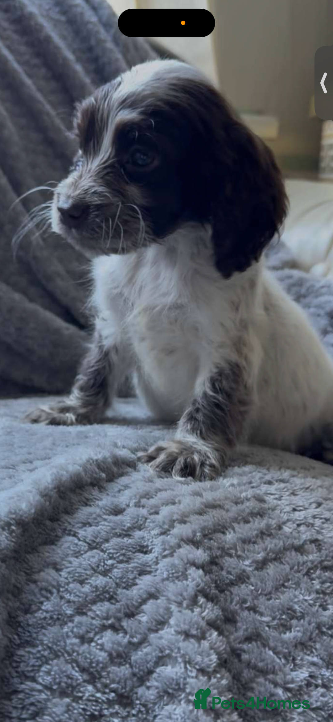 Cocker Spaniel dogs for sale: Cocker spaniel puppys  - Image 2