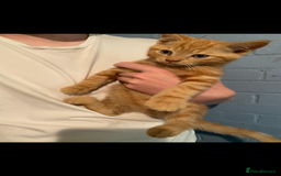 British Shorthair cats for sale: Stunning kitten boy £180  - Image 2