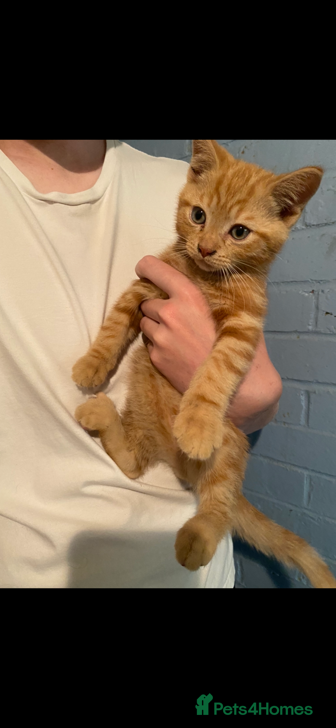 British Shorthair cats for sale: Stunning kitten boy £180  - Image 2