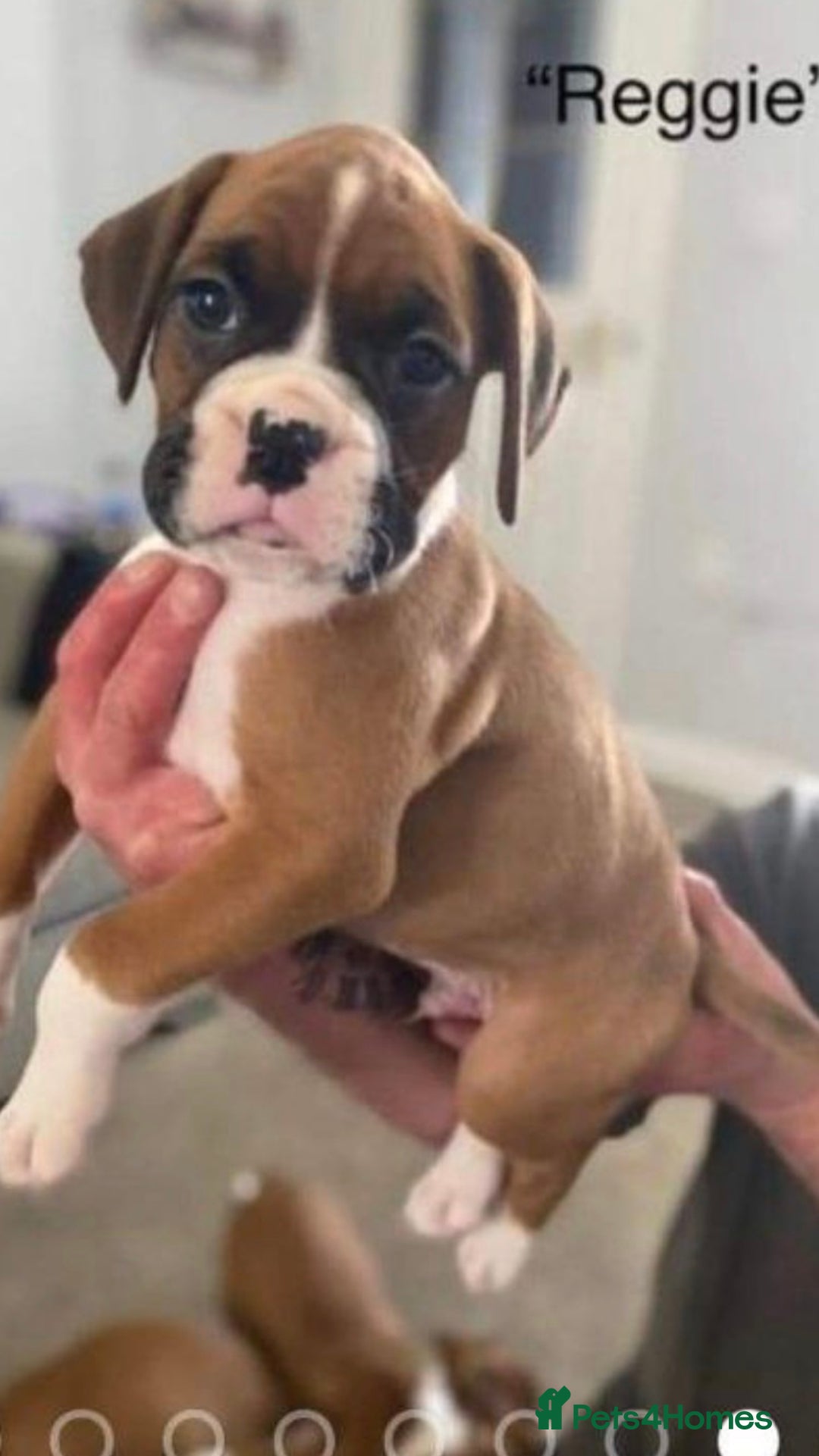 Boxer dogs for stud: Handsome Boxer for Stud  in Beverley - Advert 5