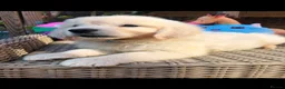 Golden Retriever dogs for sale: Beautiful golden retriever puppies  - Advert 9