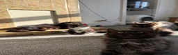 Mixed Breed cats for sale: kittens ready to be loved  - Advert 28