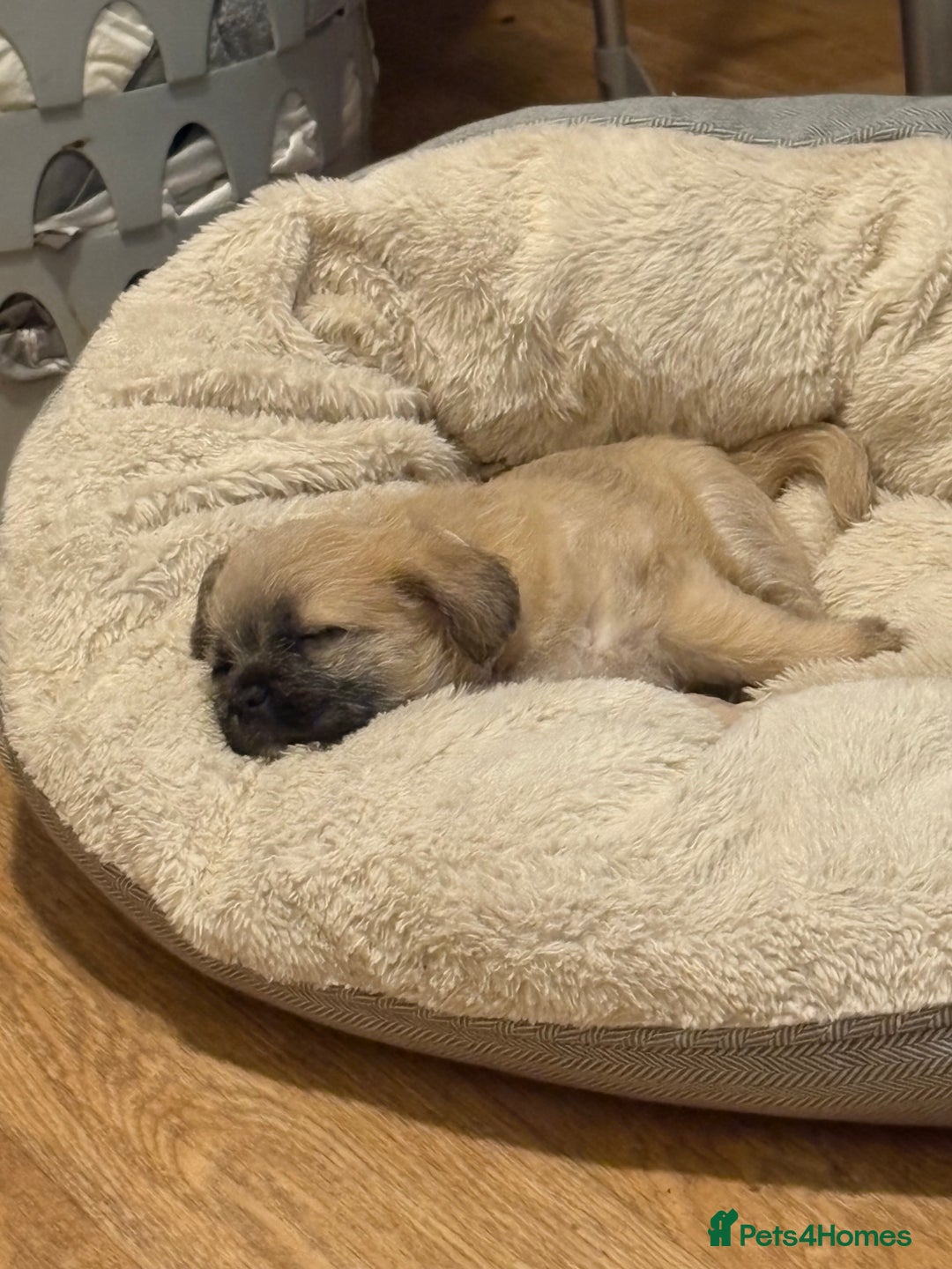 Mixed Breed dogs for sale: Beautiful Froodle pups dad pink carrier - Image 15