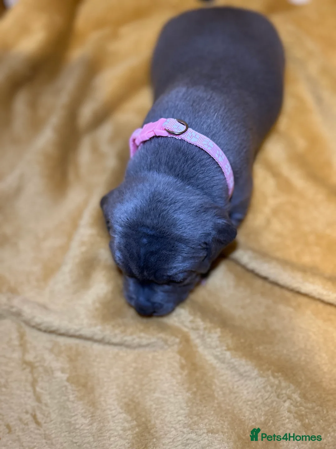 Staffordshire Bull Terrier dogs for sale: Blue Staffordshire bull terrier  - Advert 4