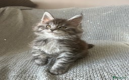 Maine Coon cats for sale: 5 tica registered mainecoon kittens  - Image 5