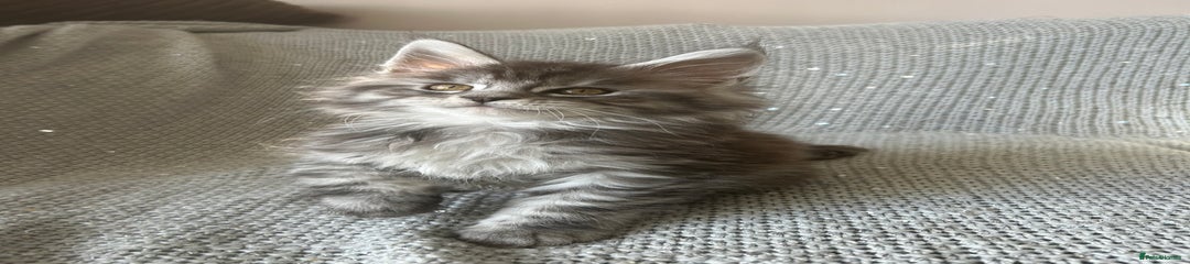 Maine Coon Kitten 4