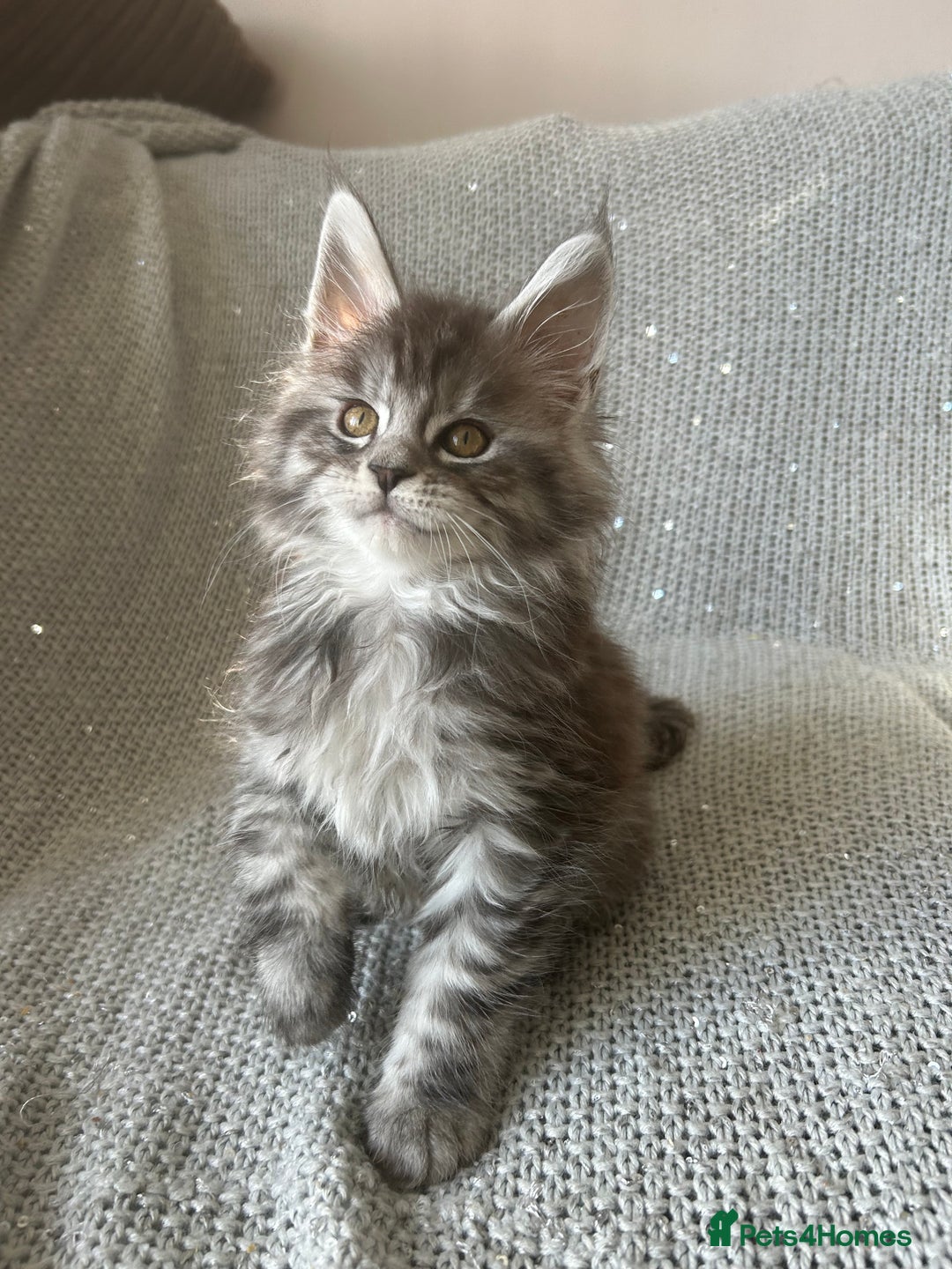 Maine Coon cats for sale: 5 tica registered mainecoon kittens  - Image 5