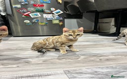 Bengal cats for sale: Stunning TICA 5 Generation Pedigree Kittens - Image 16