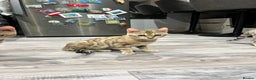 Bengal cats for sale: Stunning TICA 5 Generation Pedigree Kittens - Advert 22
