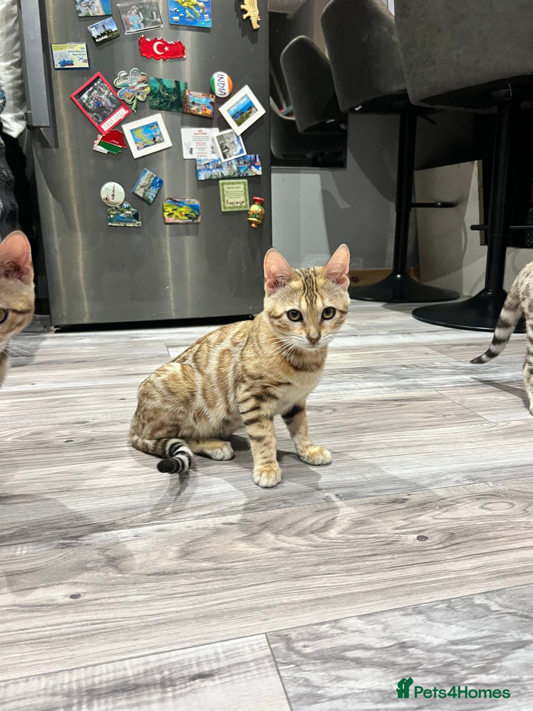 Bengal cats for sale: Stunning TICA 5 Generation Pedigree Kittens - Image 16