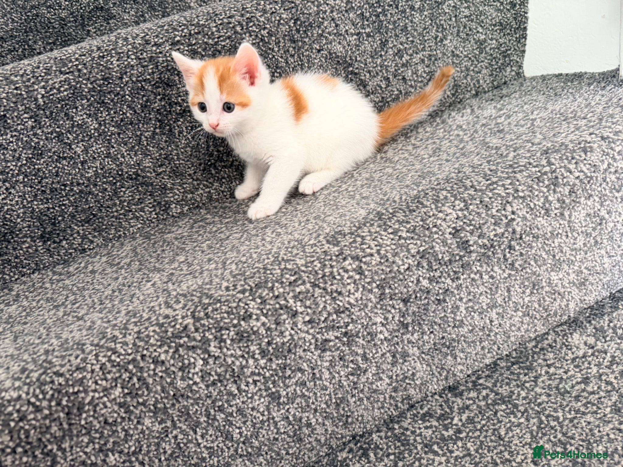 Domestic Shorthair cats Beautiful kittens looking for forever homes  - Advert 6