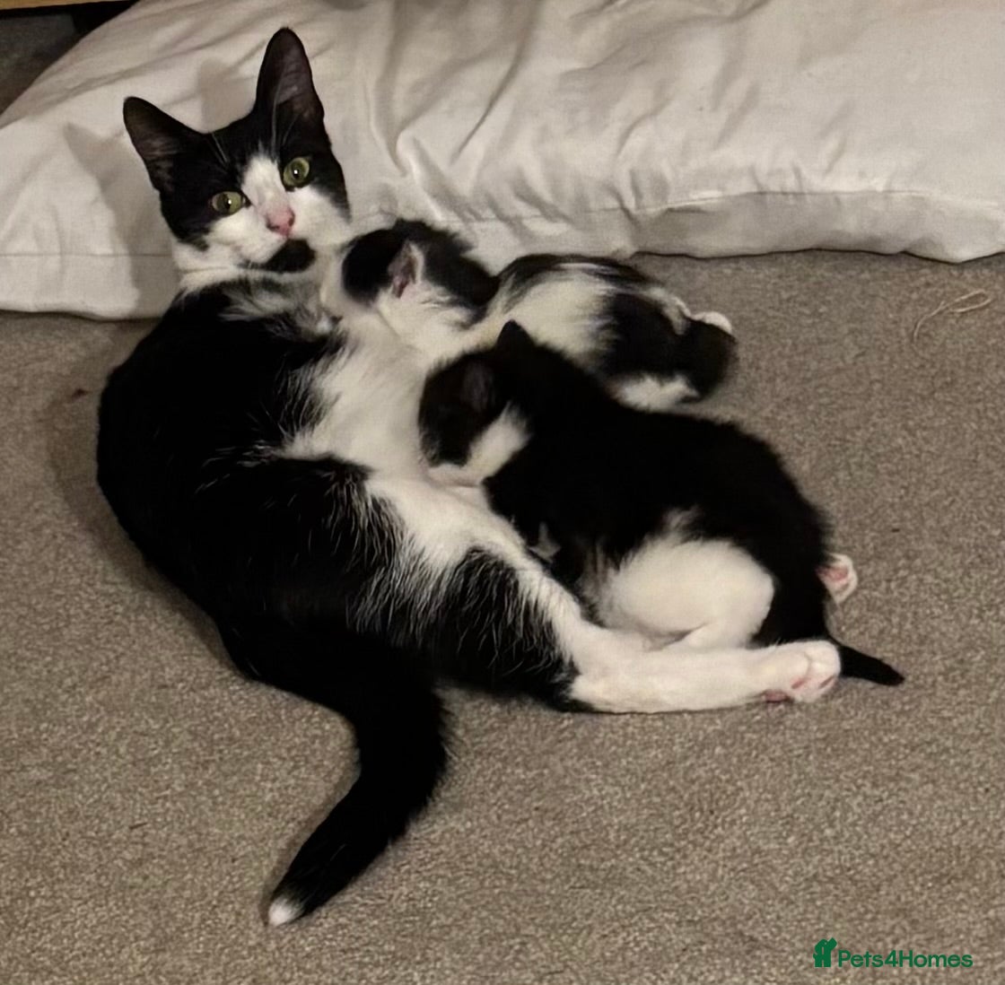Mixed Breed cats Adorable, mischievous kittens - Advert 1