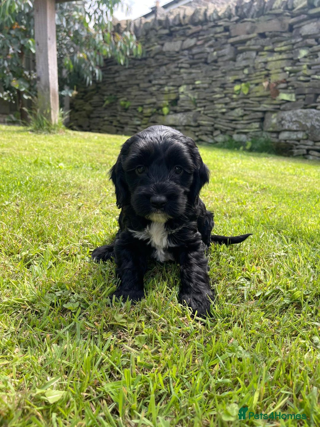 Cockapoo dogs for sale: Cockerpoo puppies  - Image 2