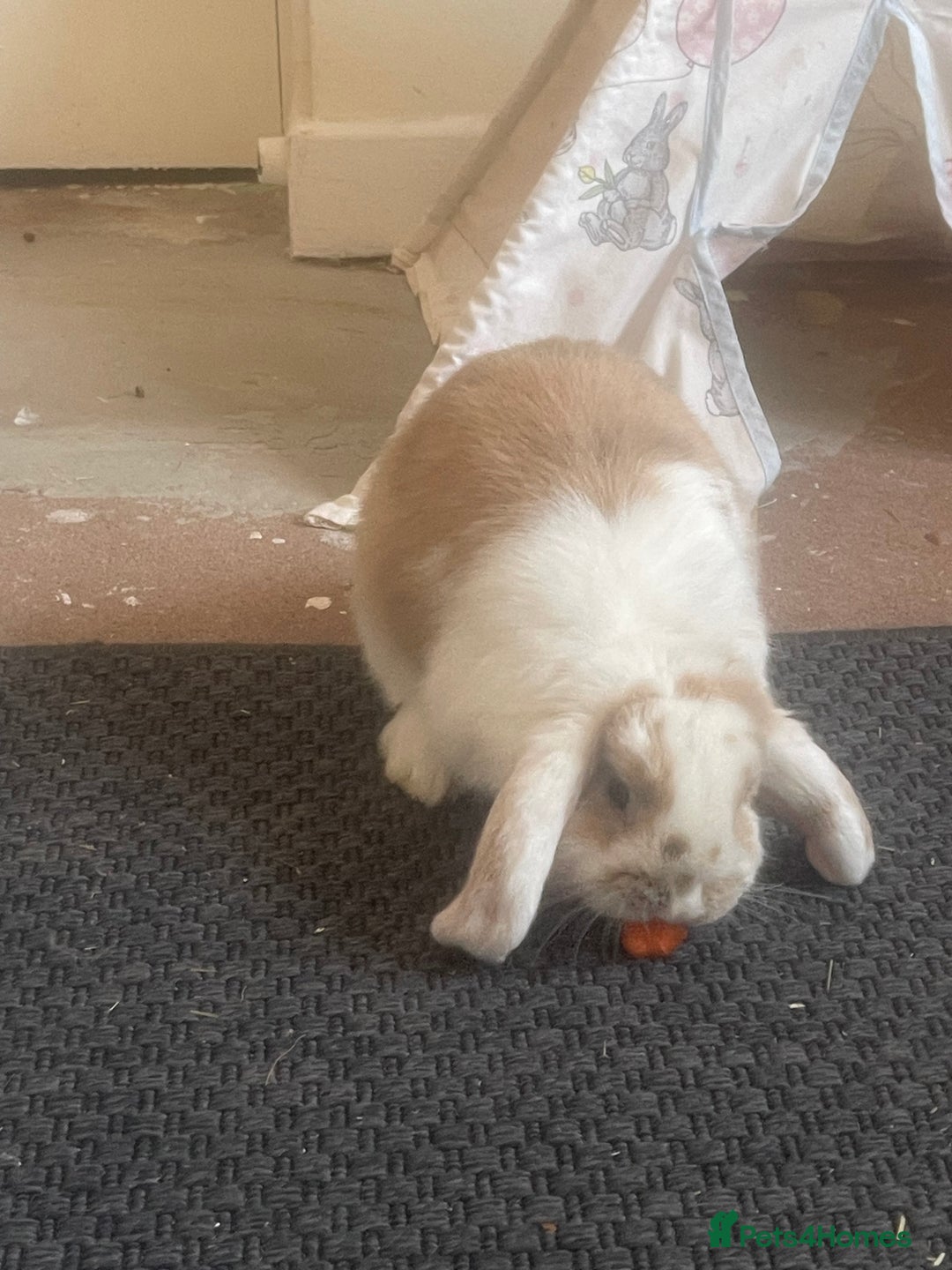 Mini Lop rabbits for sale: S’mores 7 months old mini lop  - Image 2