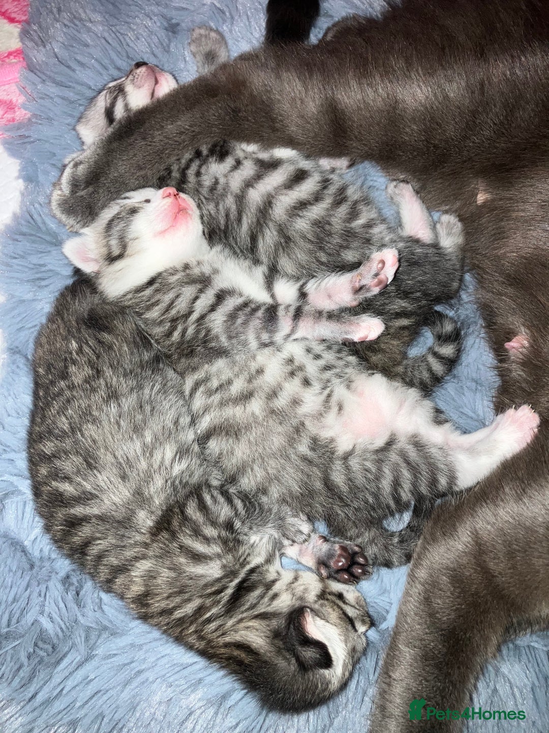 Russian Blue cats for sale: Beautiful silver grey tabby kittens - Image 2
