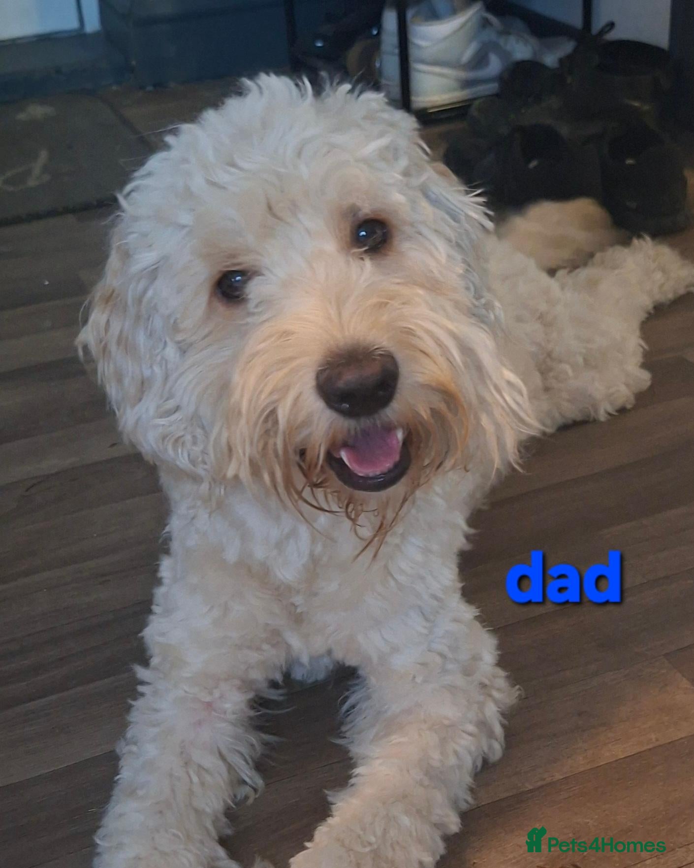Cockapoo dogs 6 cockerpoo puppys left, veiwings se9 eltham - Advert 2