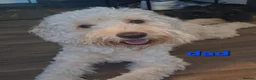 Cockapoo dogs for sale: 8 beautiful cockerpoo puppys 6 boys 2 girls in London - Advert 12