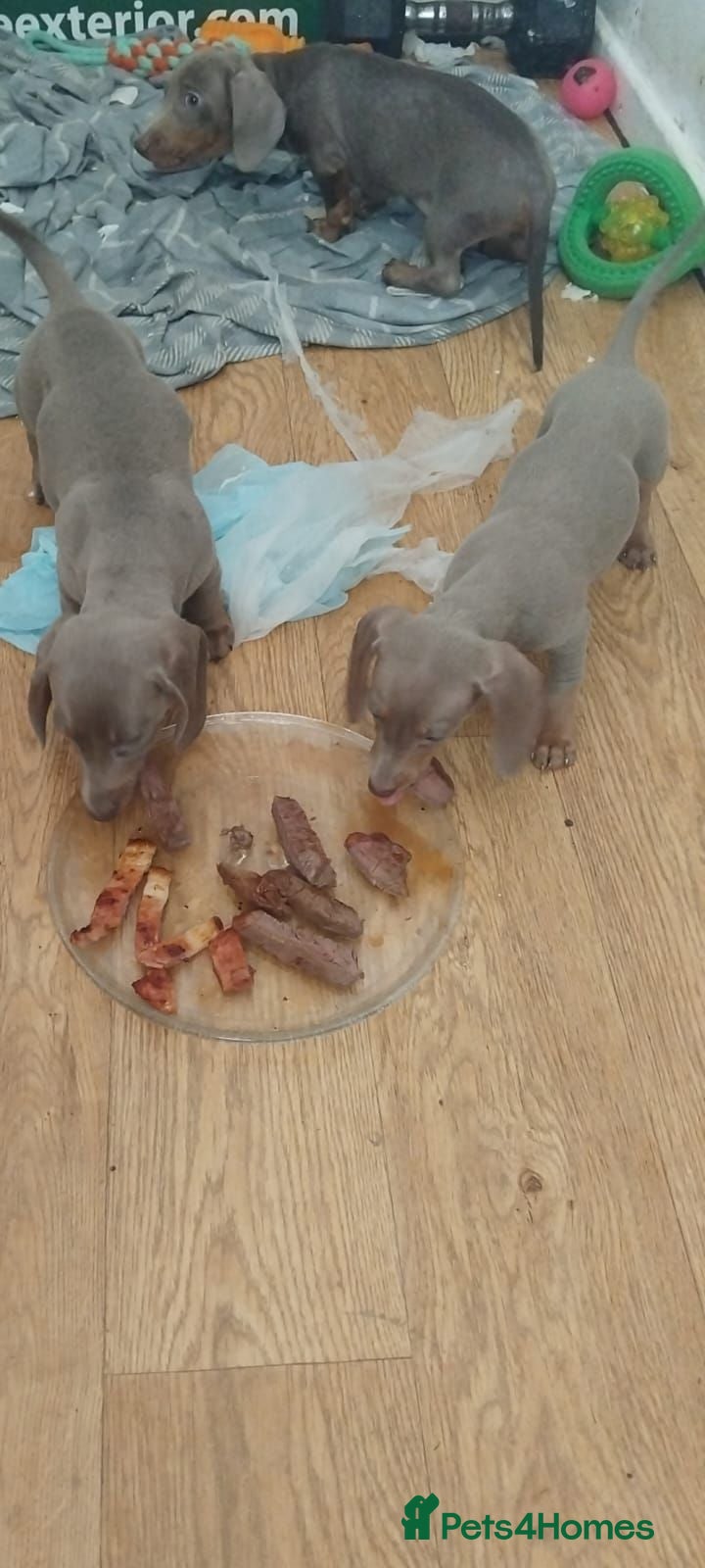 Dachshund dogs 6 little dachunds for sale  - Advert 10