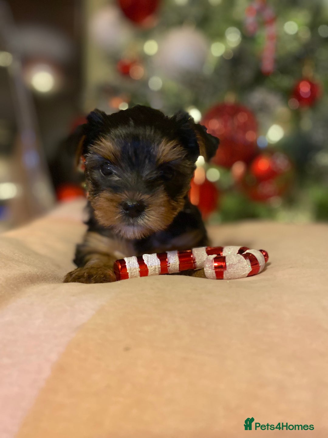 Yorkshire Terrier dogs for sale: Beautiful 2 Girls Yorkshire Terrier Pedigree  - Advert 20