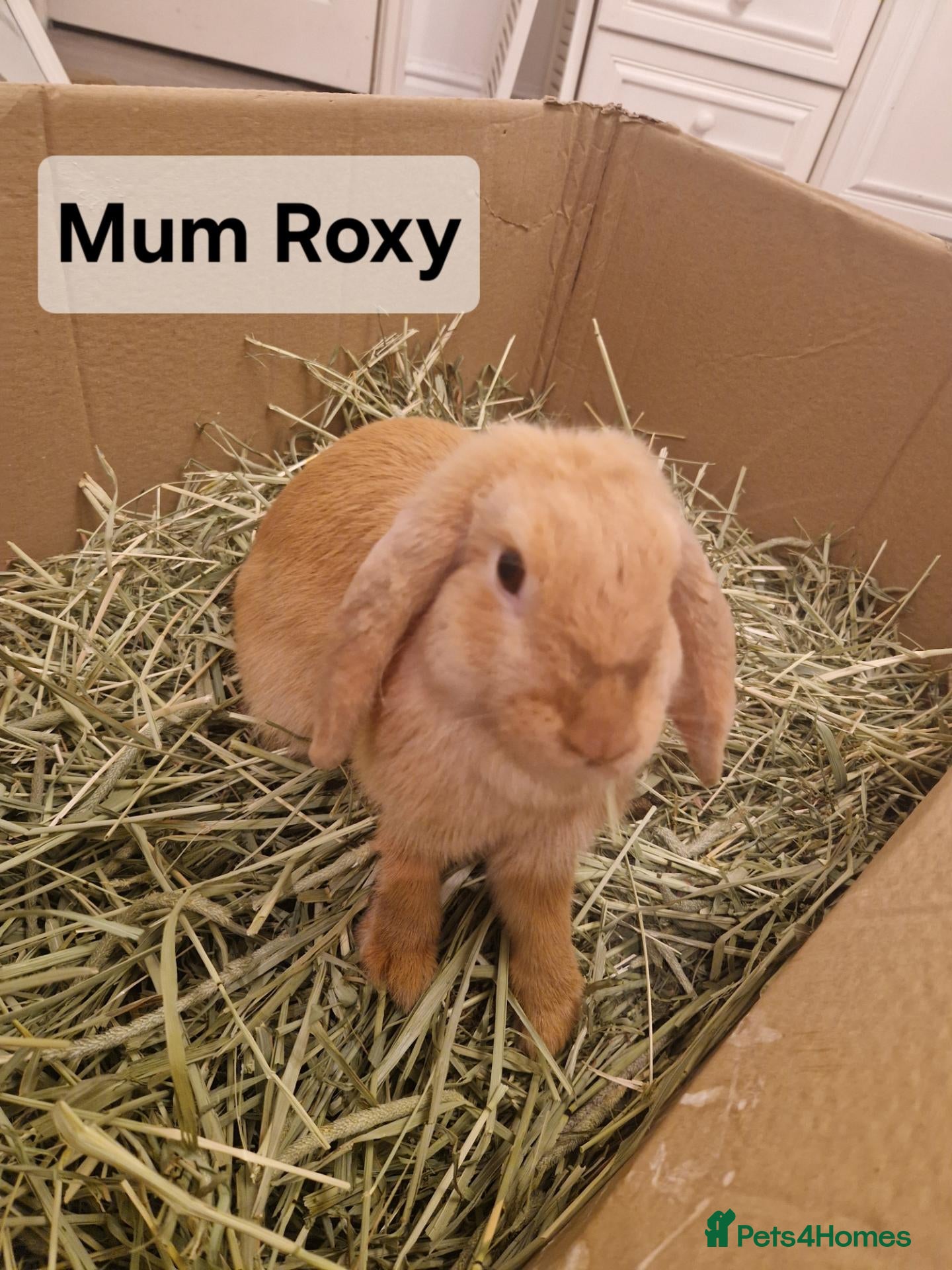 Mini Lop rabbits 4 Mini Lops Looking for forever homes from 6/10/26 - Advert 2