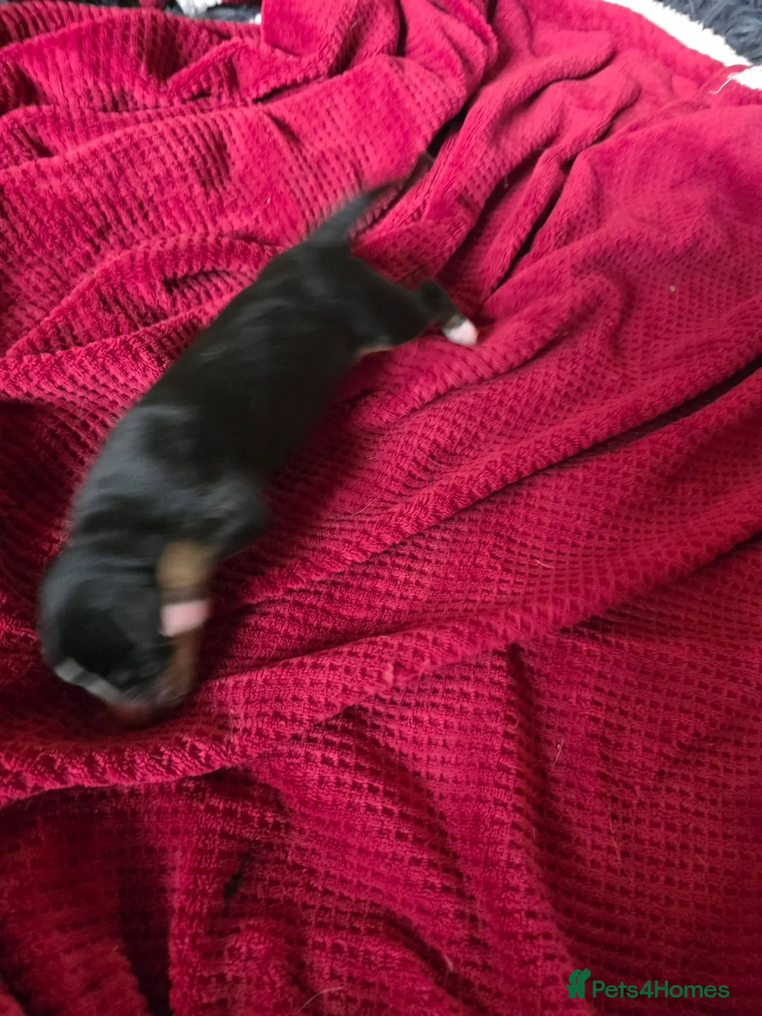 Entlebucher Mountain Dog dogs for sale: Valentines Day Entlebucher Puppies - Advert 2