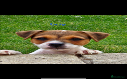 Jack Russell dogs for sale: Jack russel puppies  - Image 1