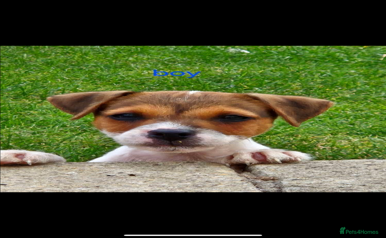 Jack Russell dogs - Advert 3