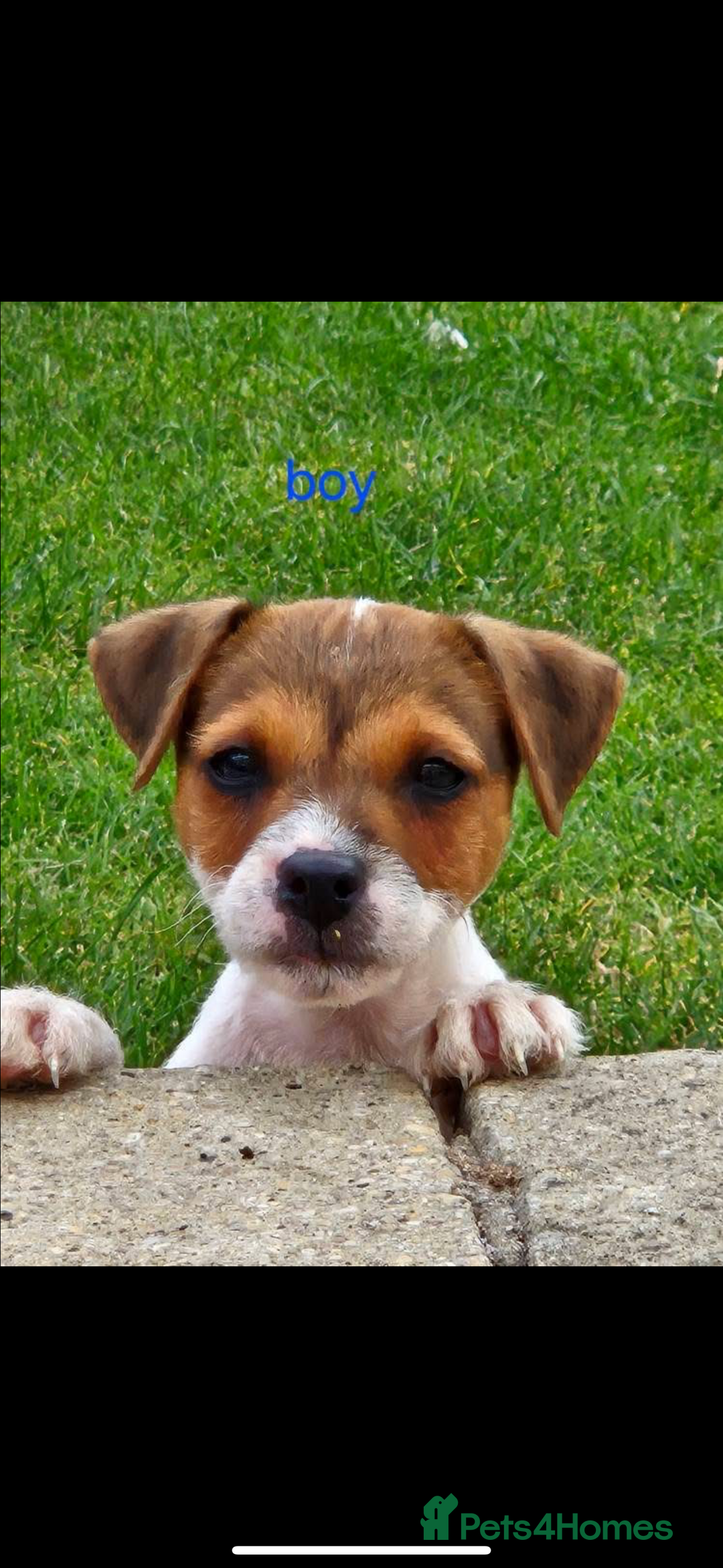 Jack Russell dogs for sale: Jack russel puppies  - Image 1