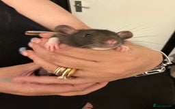 Rat rodents for sale: Beautiful Dumbo baby rats  - Image 9