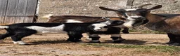 Goats livestock for sale: Pygmy Goats  - Advert 18