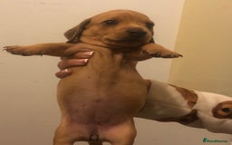 Dachshund dogs for sale: Dachshund puppies  - Image 7