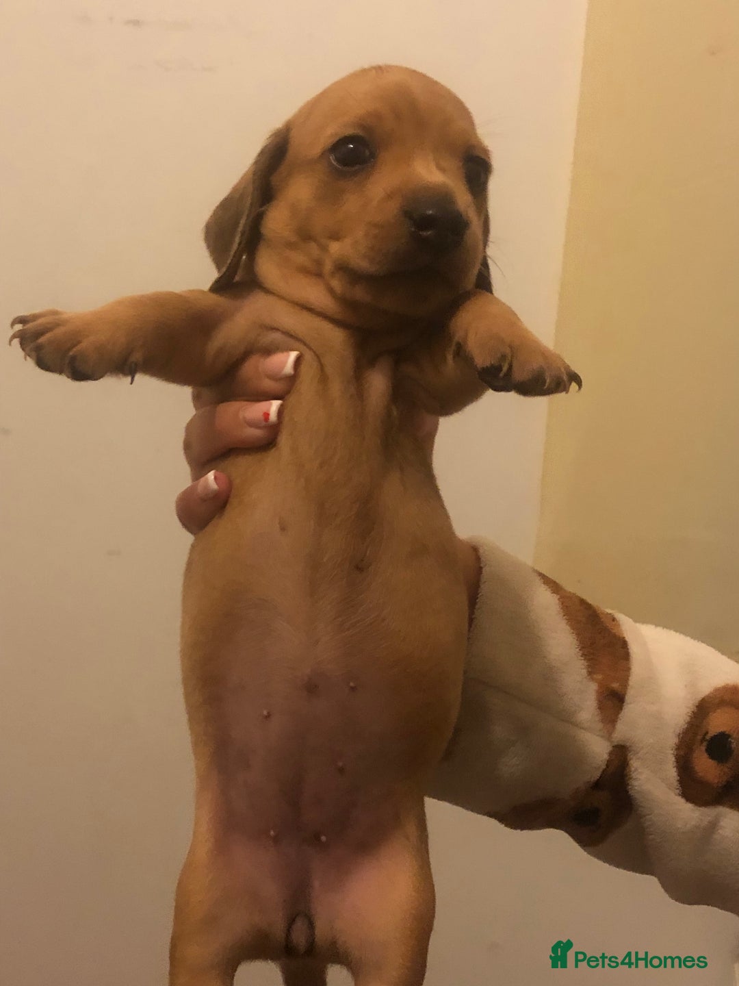 Dachshund dogs for sale: Dachshund puppies  - Image 7