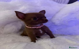Pomchi dogs for sale: Fluffy Tiny Pomchi Puppies.🥰😍🤗 - Image 25