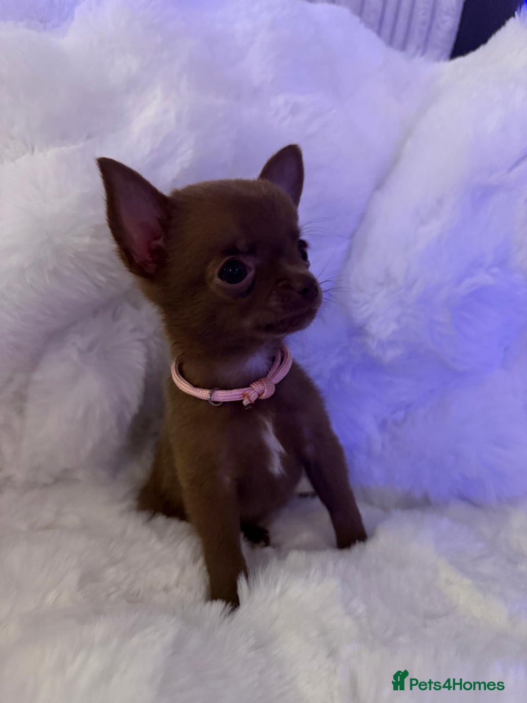 Pomchi dogs for sale: Fluffy Tiny Pomchi Puppies.🥰😍🤗 - Image 25