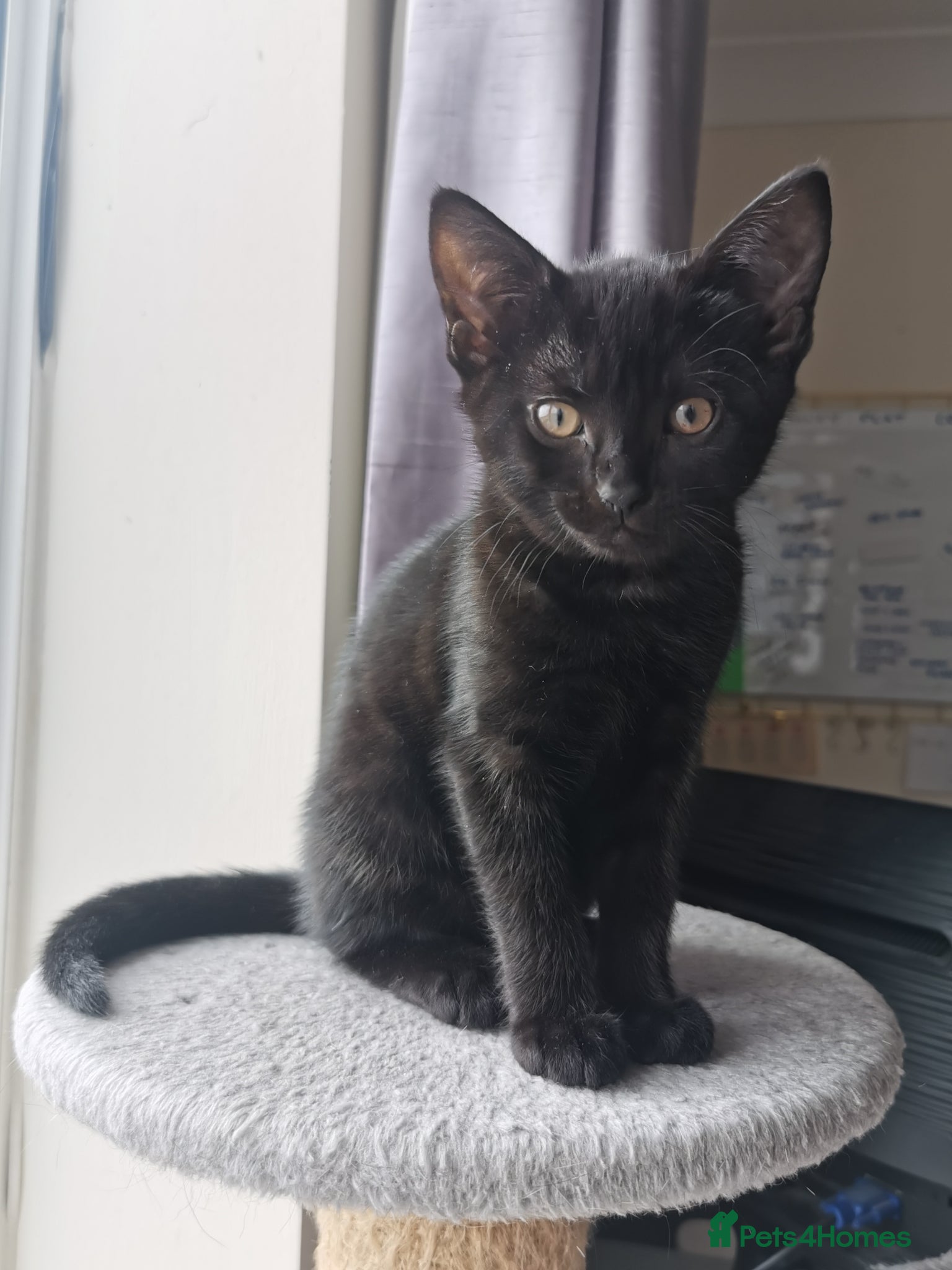 Mixed Breed cats for sale: Gorgeous, sweet natured & very playful kittens in London - Advert 5