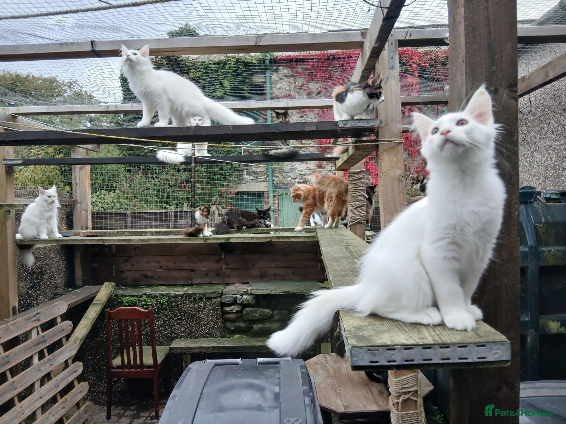 Maine Coon cats Maine Coon Kittens for Sale - Advert 18