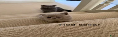 British Shorthair 1