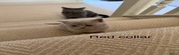 British Shorthair cats for sale: Britsh shorthair  - Advert 16