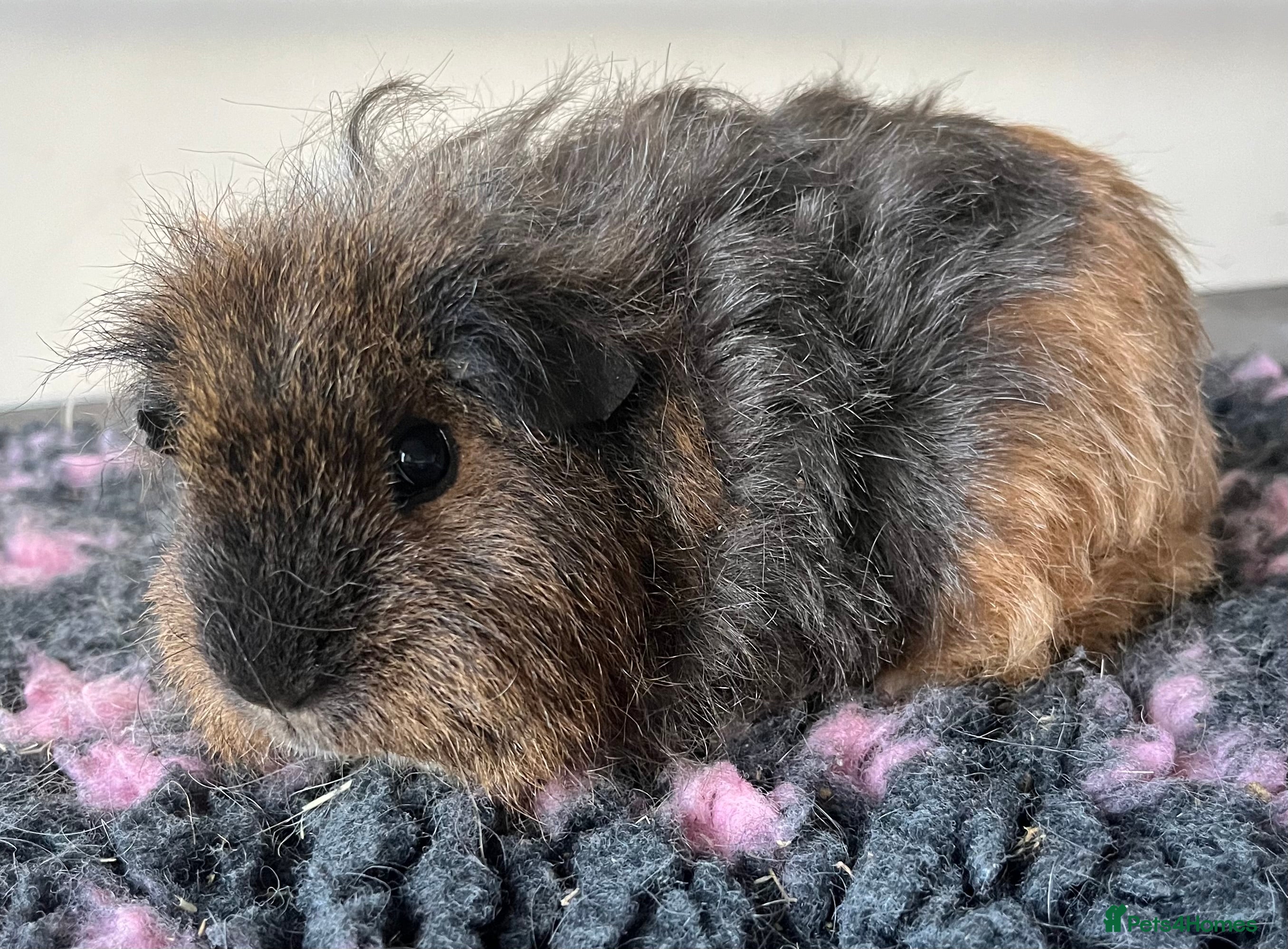 Guinea Pig rodents Female guinea pigs - Advert 5