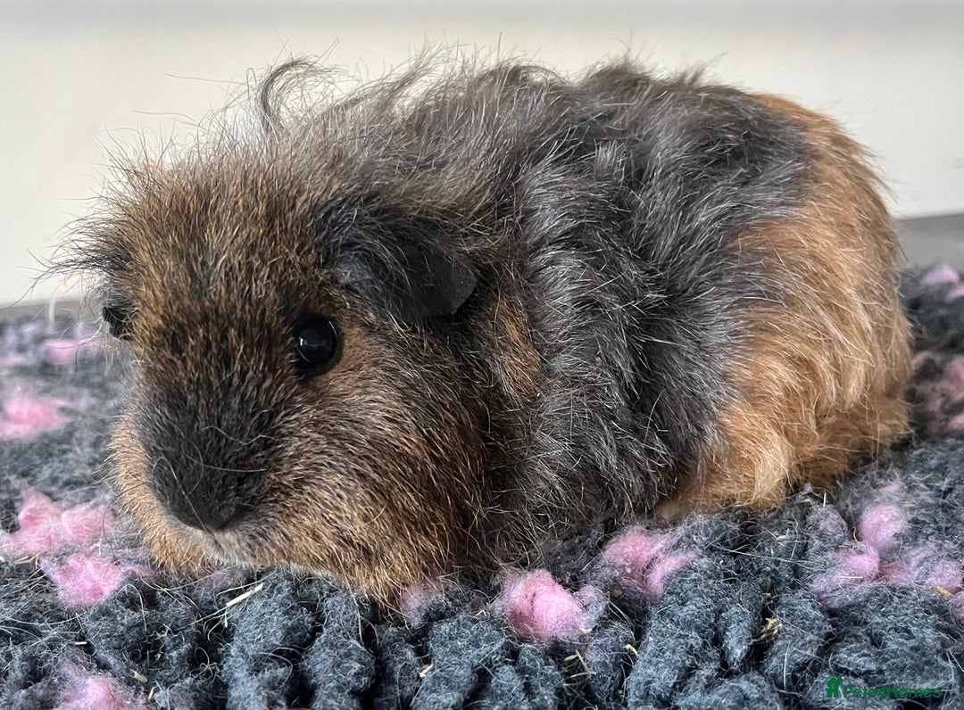 Guinea Pig rodents for sale: Female guinea pigs - Advert 2