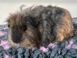 Guinea Pig rodents Female guinea pigs - Advert 8