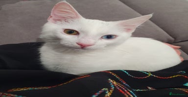 British Longhair cats in Ashford - Advert 1