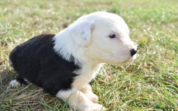 Old English Sheepdog dogs for sale: Stunning Old English Sheepdog Puppies KC Reg - Image 3