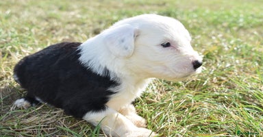 Old English Sheepdog dogs - Advert 3