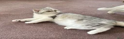 British Shorthair cats for sale: Beautiful mother and daughter British short hairs  - Advert 3
